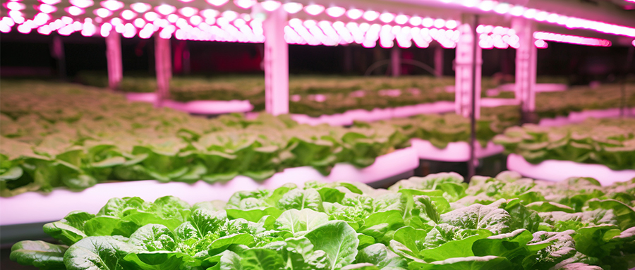 精彩纷呈 | 乐天使高光量子效率植物光照用LED