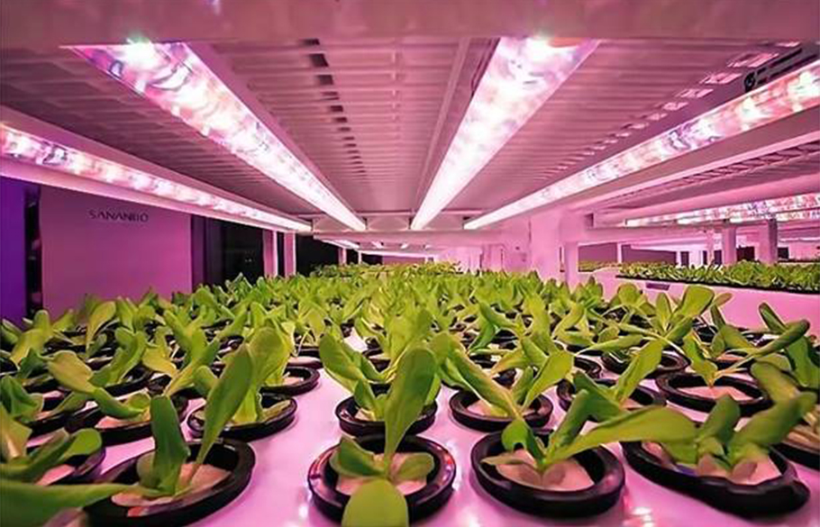 乐天使植物照明LED：中小功率红光方案，超高性价比之选！